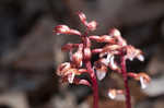 Spring coralroot